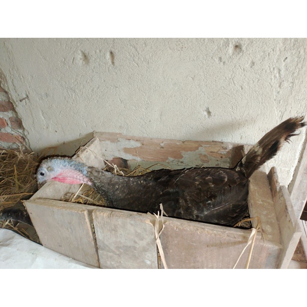 

Telur Ayam Kalkun Per Butir