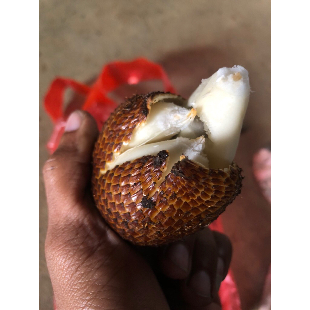 

salak pondoh fresh langsung petik dari pohon