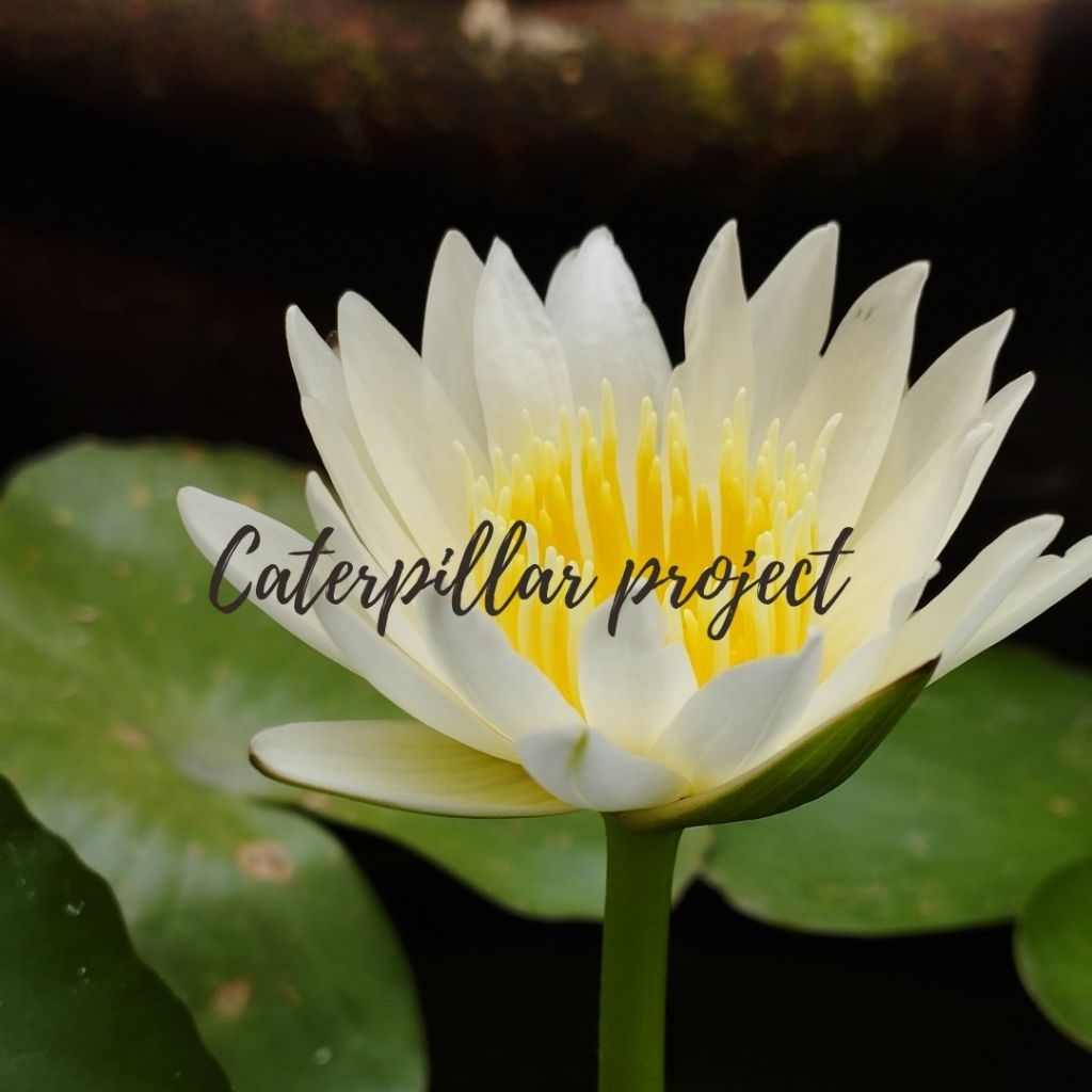 Teratai Tropical Putih