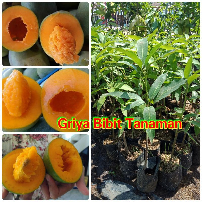 BIBIT BUAH MANGGA ALPUKAT - BIBIT MANGGA ALPUKAT Griya Bibit Tanaman