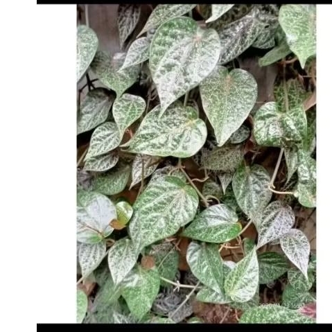 

Ready Daun Sirih Merah Perlembar Dipetik Jika Ada Orderan Masuk Saja