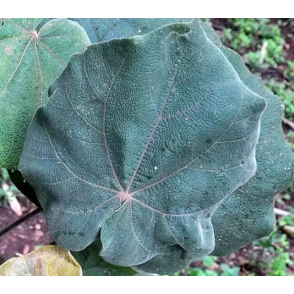 

Daun waru gunung segar daun tisuk segar 1 kg-az