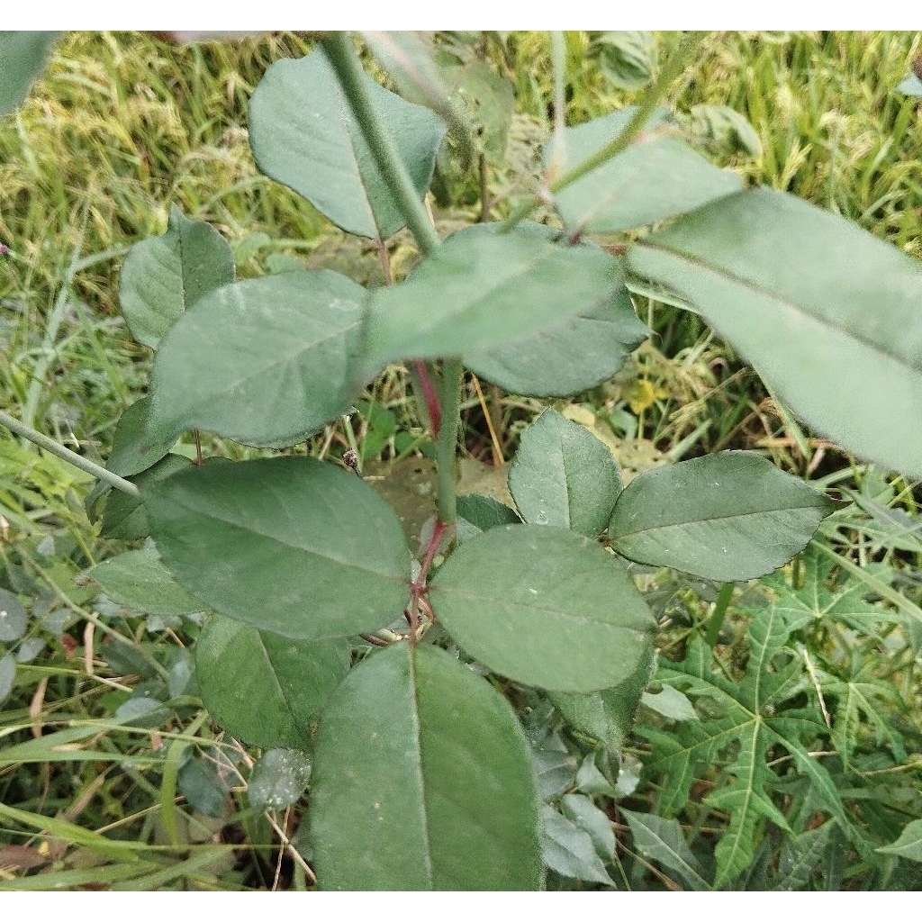 

Daun mawar daun bunga mawar segar 25 helai-az