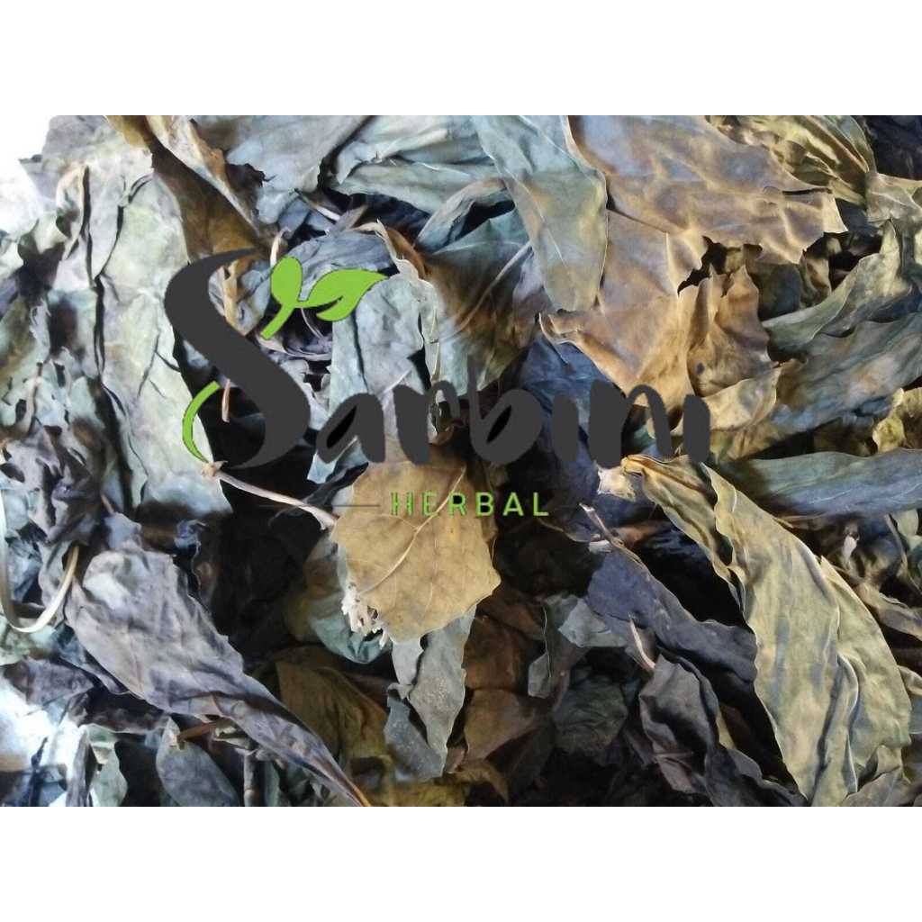 

Daun Mengkudu / Pace Kering / Kering Daun Mengkudu / Pace 100 gram / 250 gram / Simplisia Kering Daun Mengkudu / Pace / Daun Mengkudu / Pace Kering Garansi Terjamin 100% Asli Murni / Bahan Daun Mengkudu / Pace Kering / Bahan Daun Mengkudu / Pace Kering