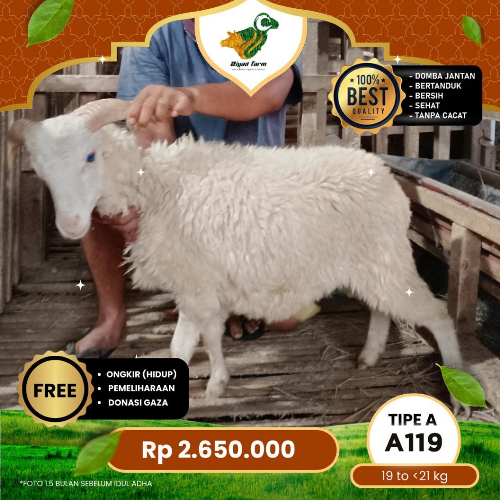 

Domba Qurban Tipe A, berat 19 sd 21 Kg