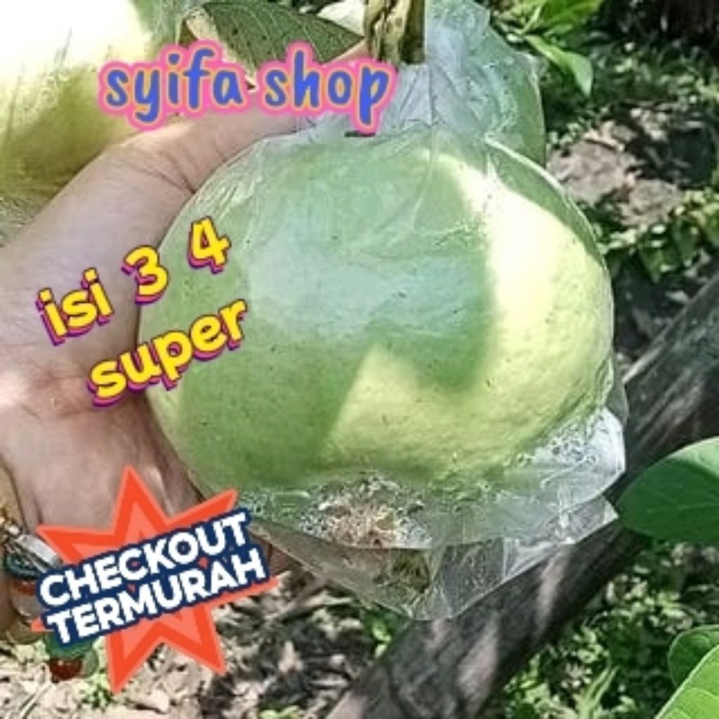 

jambu kristal super great A