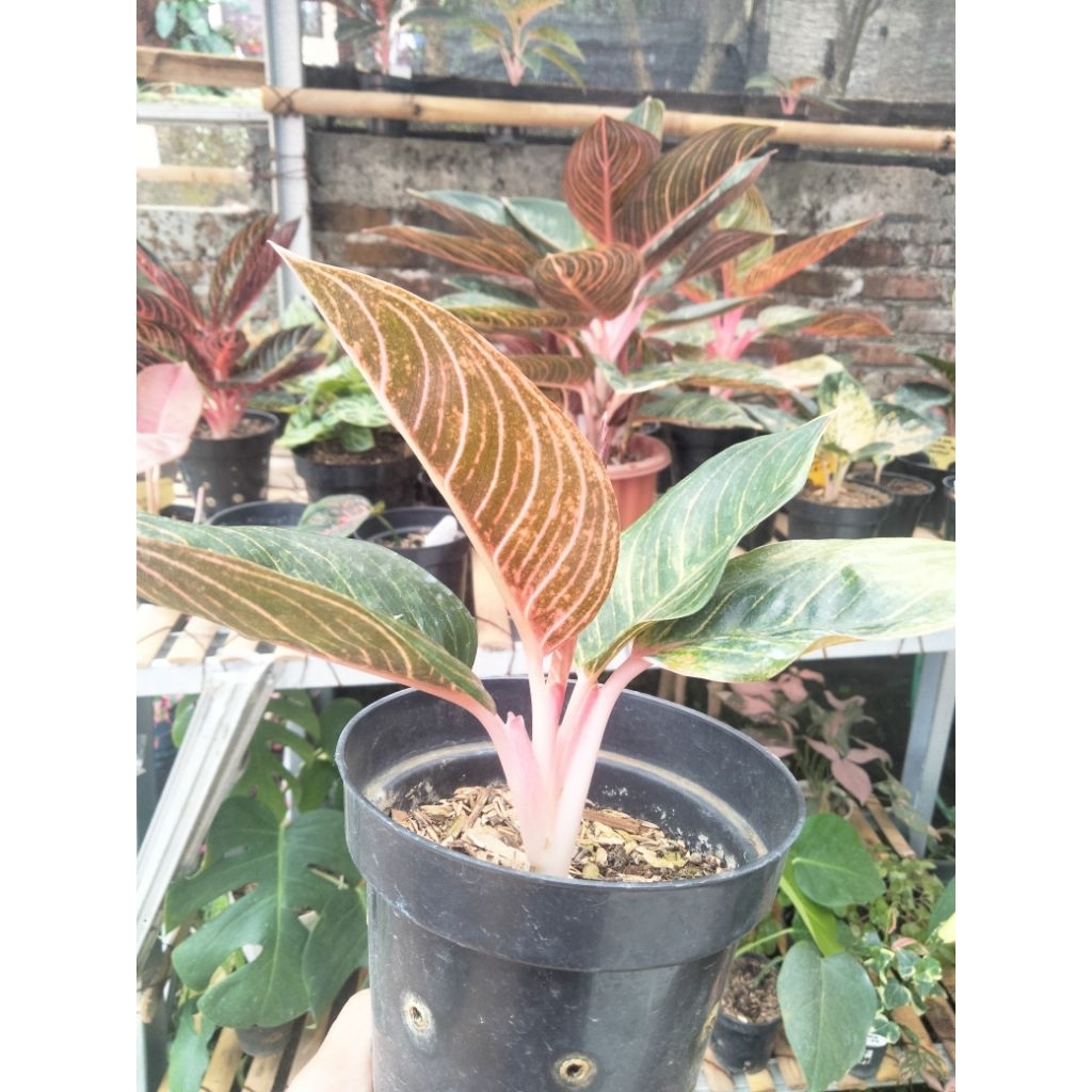 aglonema Kresna golden baby