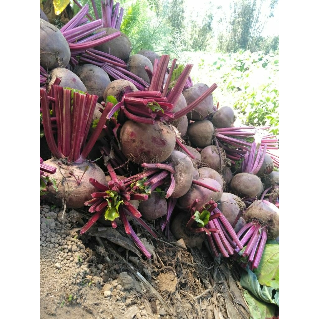 

1KG buah bit beetroot sortiran (spek B)