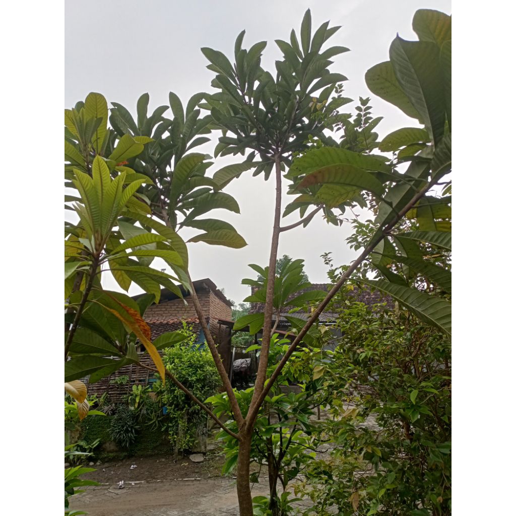 mamey sapote havana besar berbuah