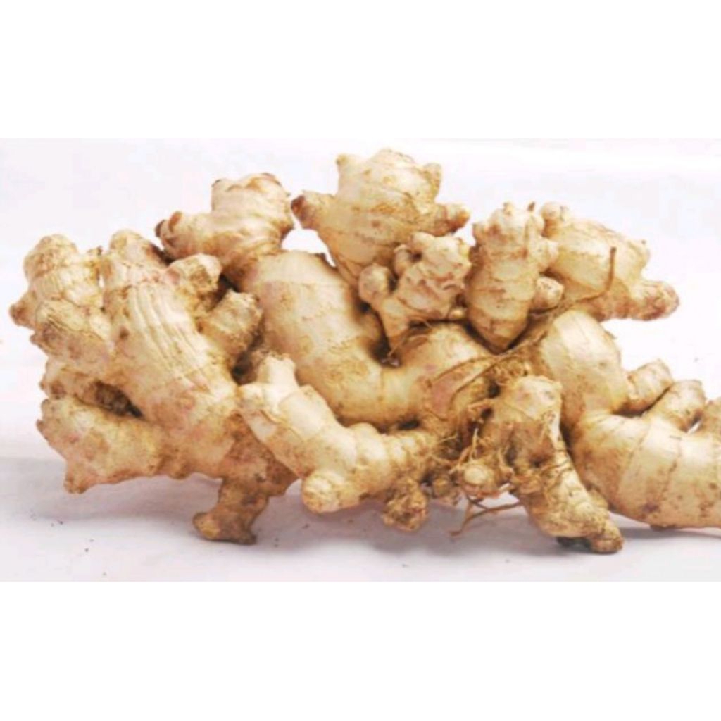 

Jahe Emprit Segar Bersih Dari Tanah & Akar 500 Gram