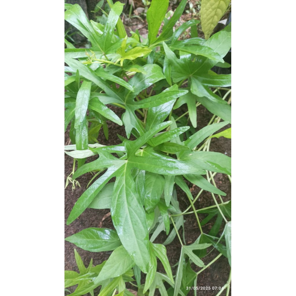 . 1 Stek bibit Ubi Cilembu / ubi madu cilembu /ubi jalar cilembu / ketela madu / ubi jalar madu