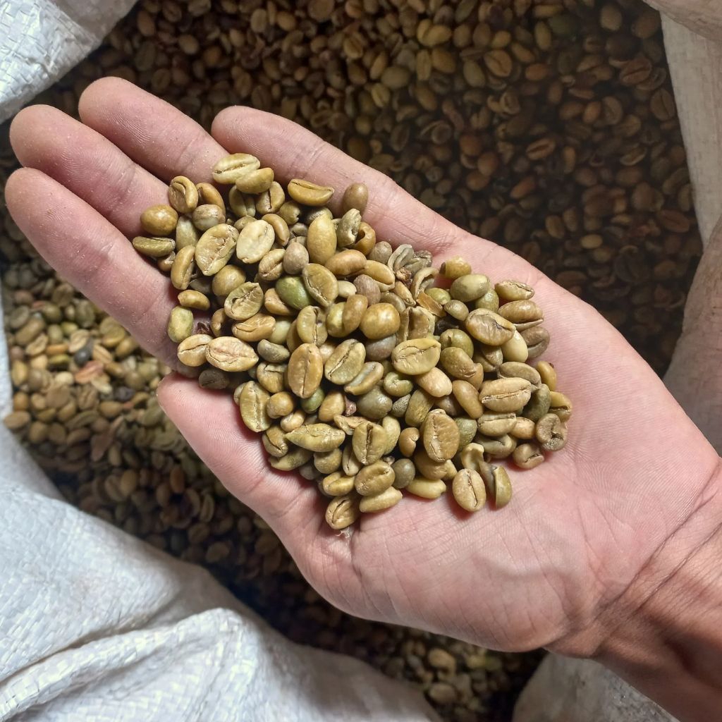 

Forcysn Green Bean Kopi Nangka - Excelsa 1 Kg / Kopi Liberika / Kopi Nangka / Kopi Wangi 1 Kg