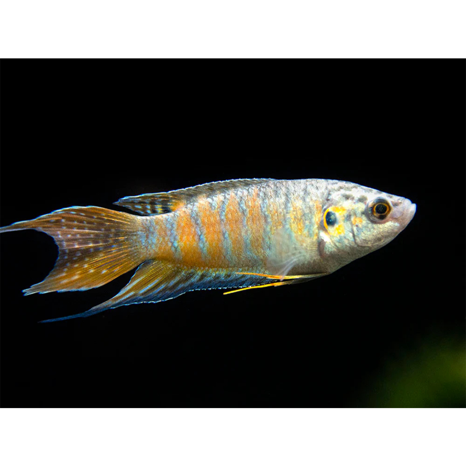 Ikan Hias Sepat Paradise / Ikan Hias Air Tawar / Ikan Aquascape / Ikan Tanpa Aerator