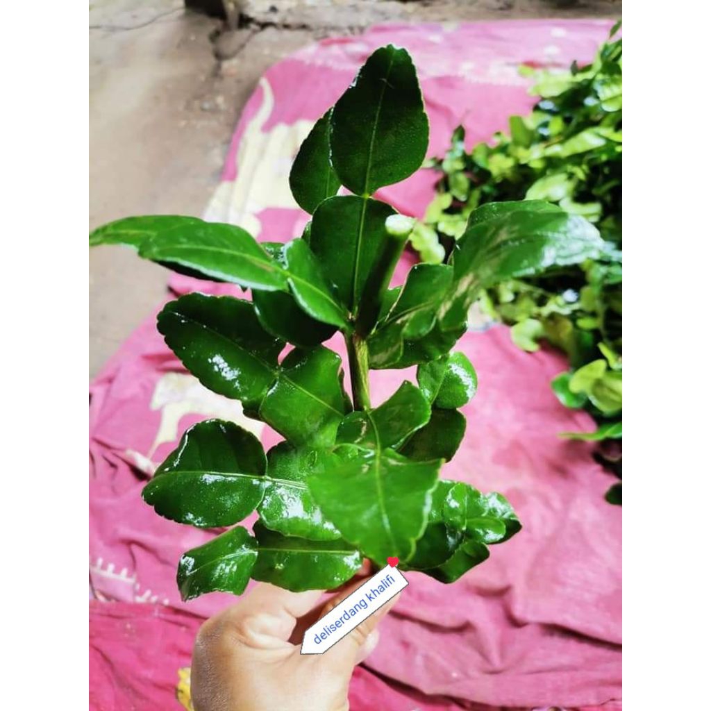 

DAUN JERUK PURUT