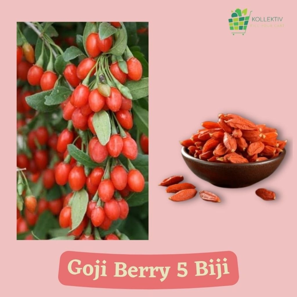 Bibit Goji Berry / Benih buah