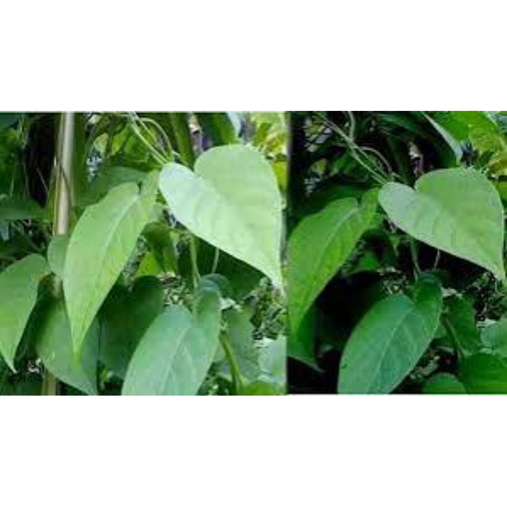 

daun kahitutan segar pres 300grm asli