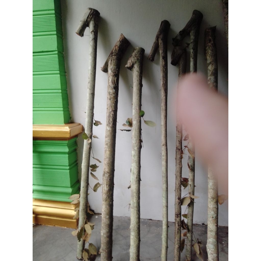 Bahan tongkat Kayu Walikukun Cagar 1