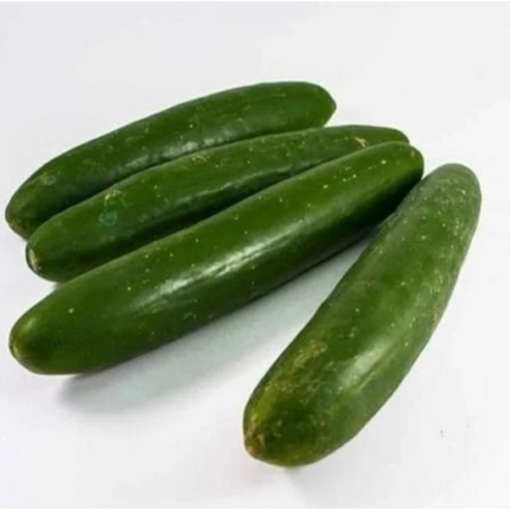 10 Biji - Benih Timun Jepang ROBERTO F1, kaya gizi