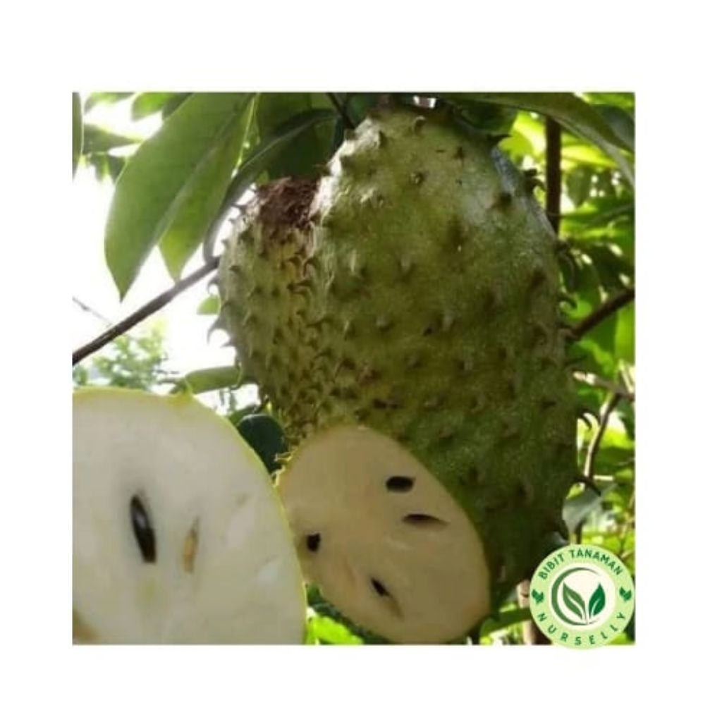 Bibit Pohon Sirsak Madu / Rasa Manis Segar / Berbuah Besar / Salah Satu Buah Kaya Vitamin C / Bisa B