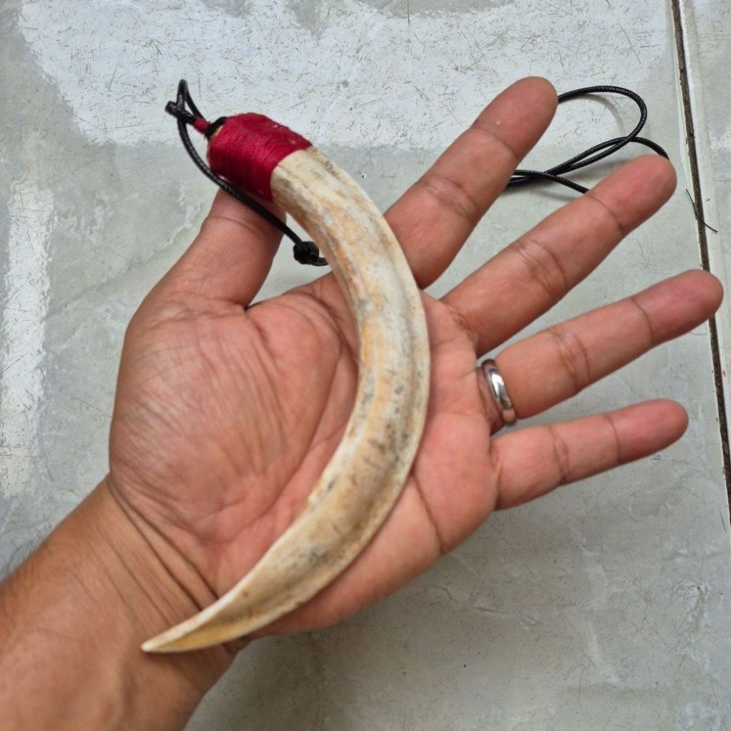 kalung etnik taring babi hutan asli kalimantan ukuran besar tua ngurak