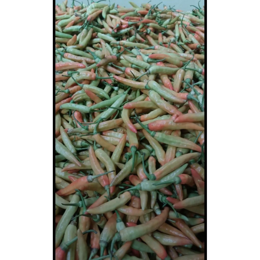 

cabe rawit dari kebun sendiri yg fres
