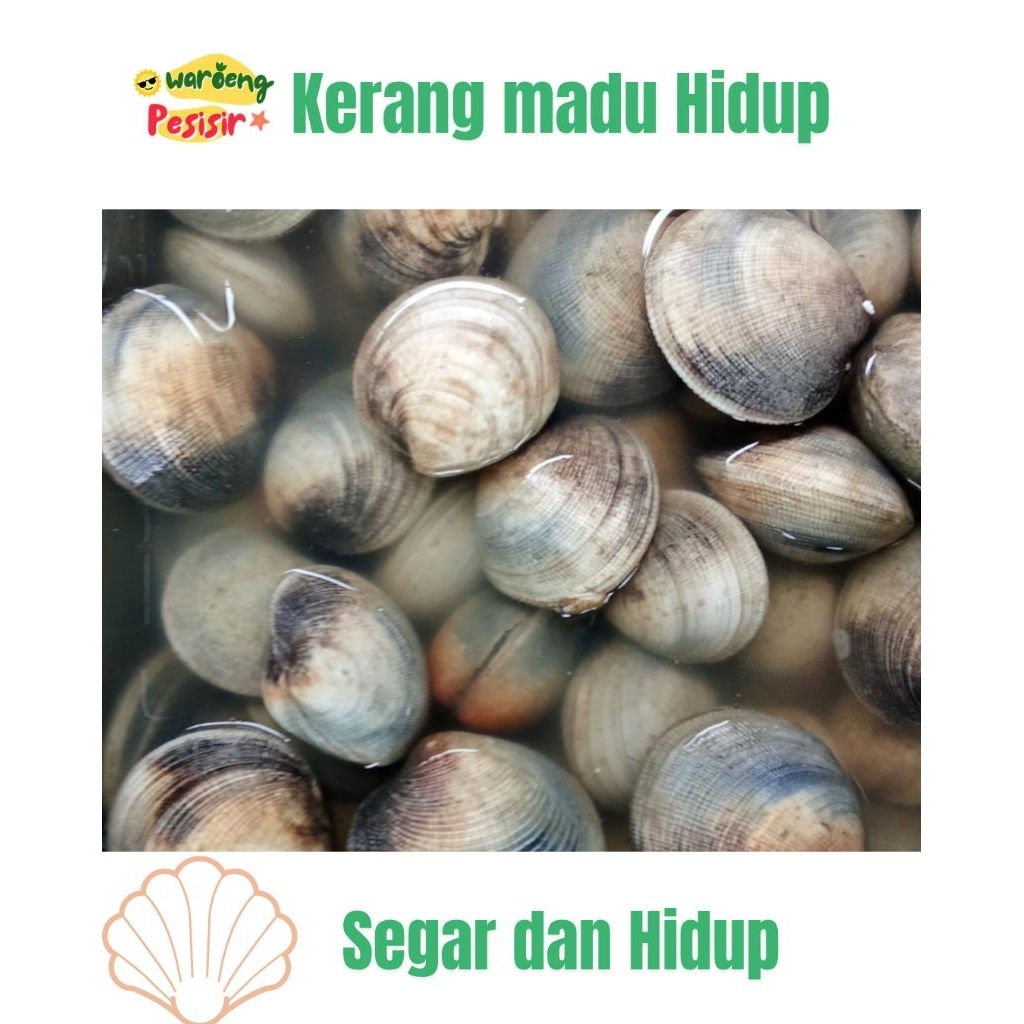 

KERANG MADU HIDUP SEGAR – DIJUAL PER KILOGRAM