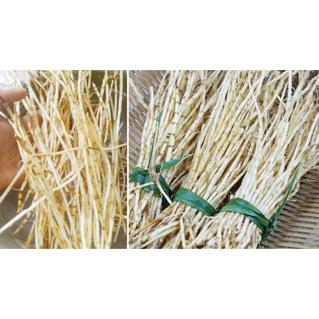 

AKAR ALANG FRESH AMBIL LANGSUNG KLO ADA ORDERAN 100 AKAR 5CM