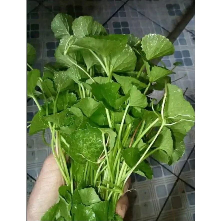 

500 gram Daun antanan segar / 250 gram Daun pegagan alami di petik saat order masuk
