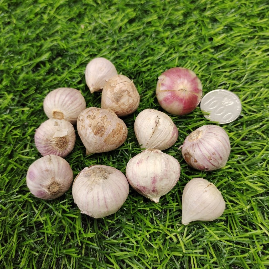 

BAWANG TUNGGAL BAWANG LANANG 1 BIJI