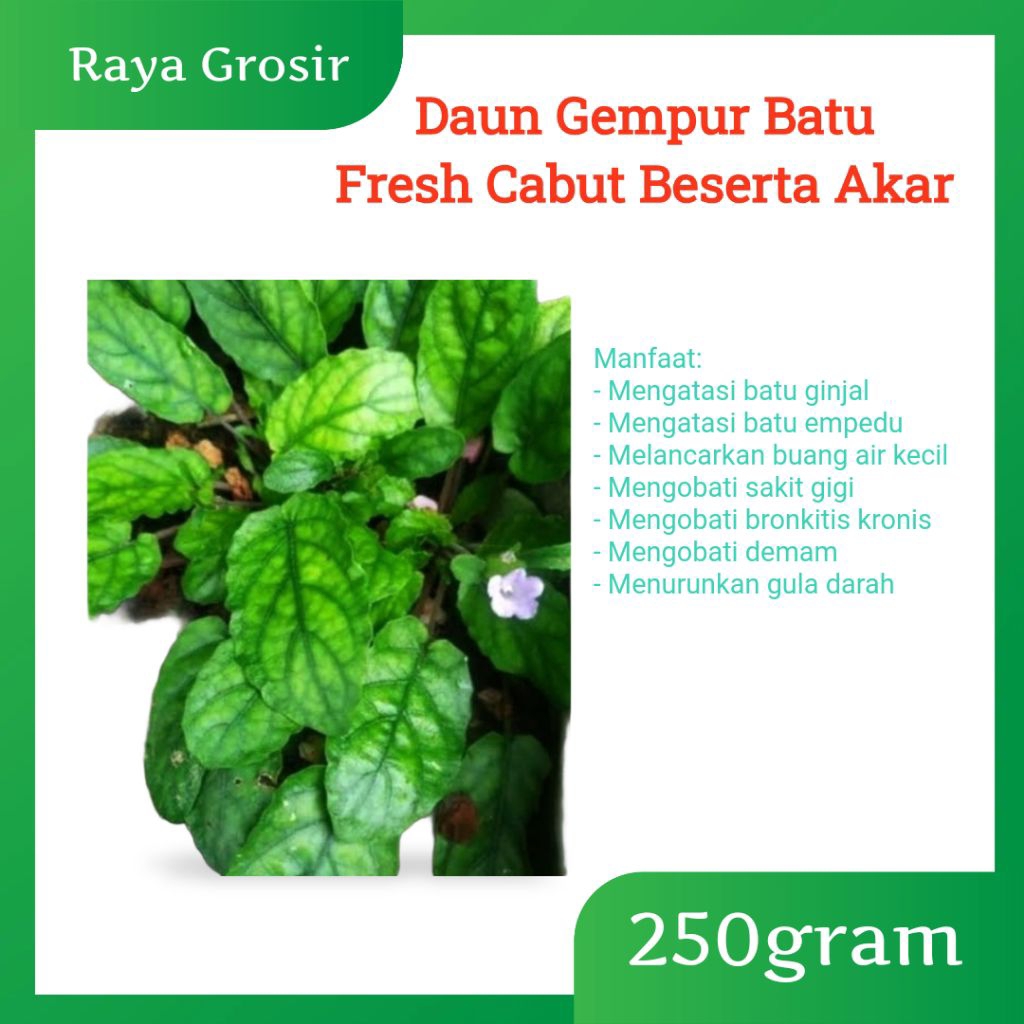 

Tanaman Herbal Gempur Batu/ Keji Beling Fresh Cabut Beserta Akar, Mengobati Kencing Batu, Batu Ginjal dan Penyakit Lainya