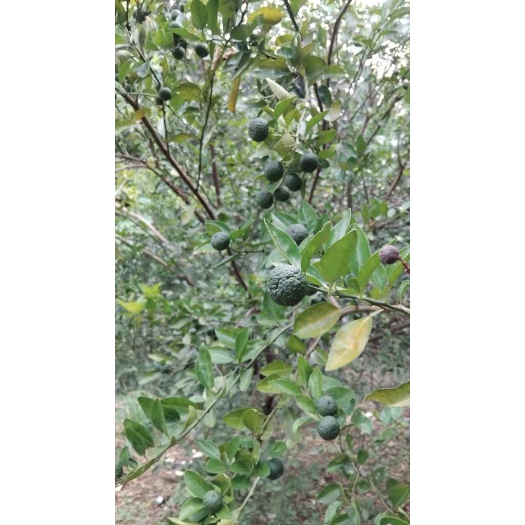 

limo segar fresh buat sambell mantull bnget rekomend 1kg 25000