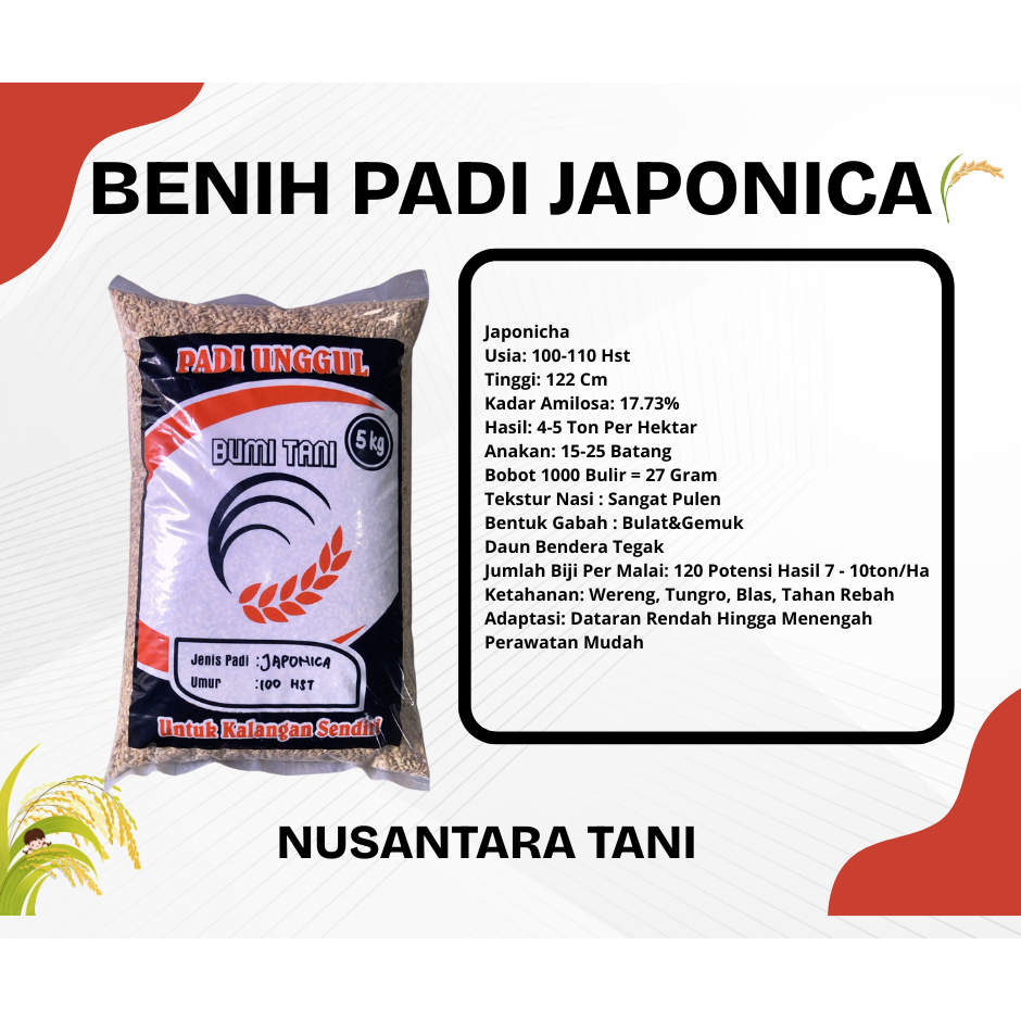 BENIH  PADI JAPONICA ORIGINAL 5KG