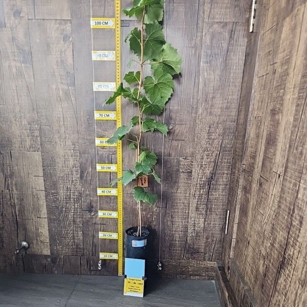 

Anggur Shine Muscat Sambung pucuk 100% Valid 2 meter