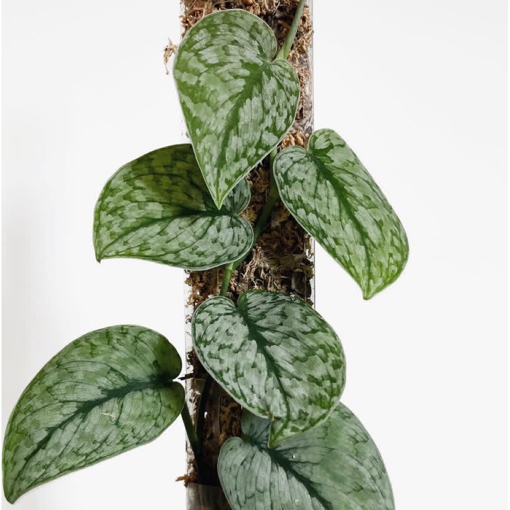 Scindapsus silver cloud