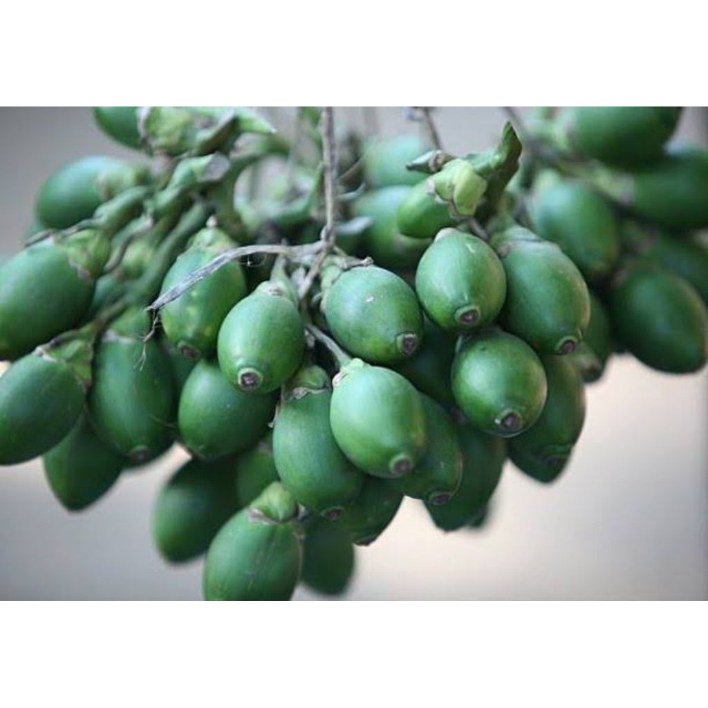 

pinang muda fresh segar 1kg