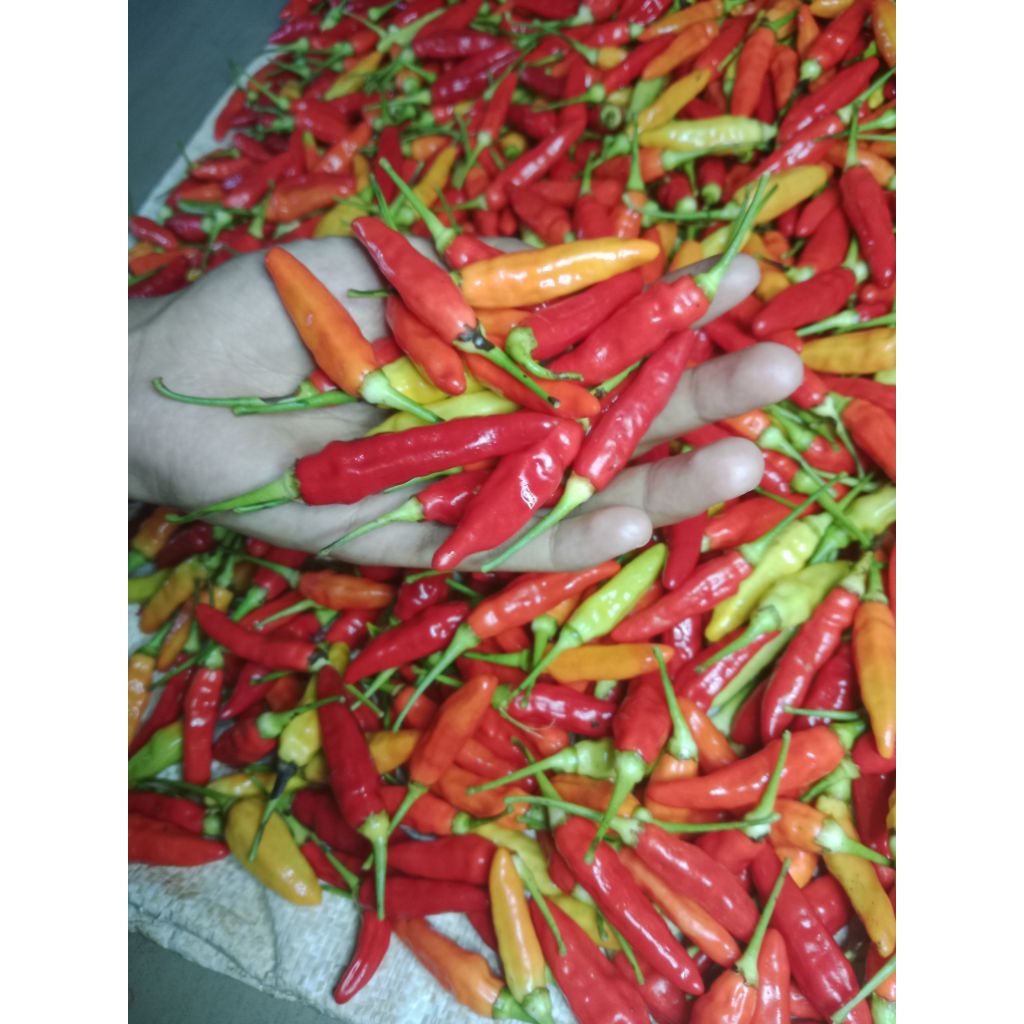

cabe rawit murah seger dari petani langsung cabe rawit 1KG