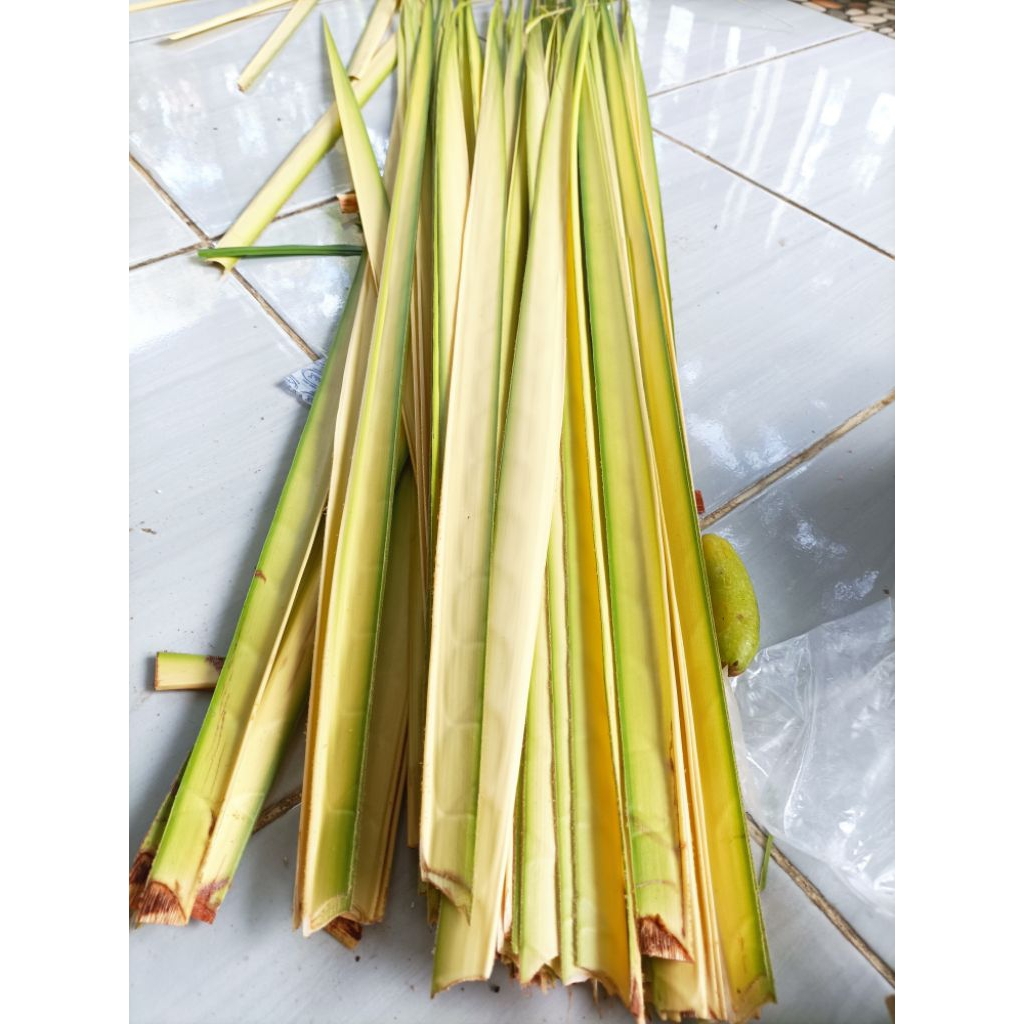 

Daun kelapa muda segar per 50 lembar