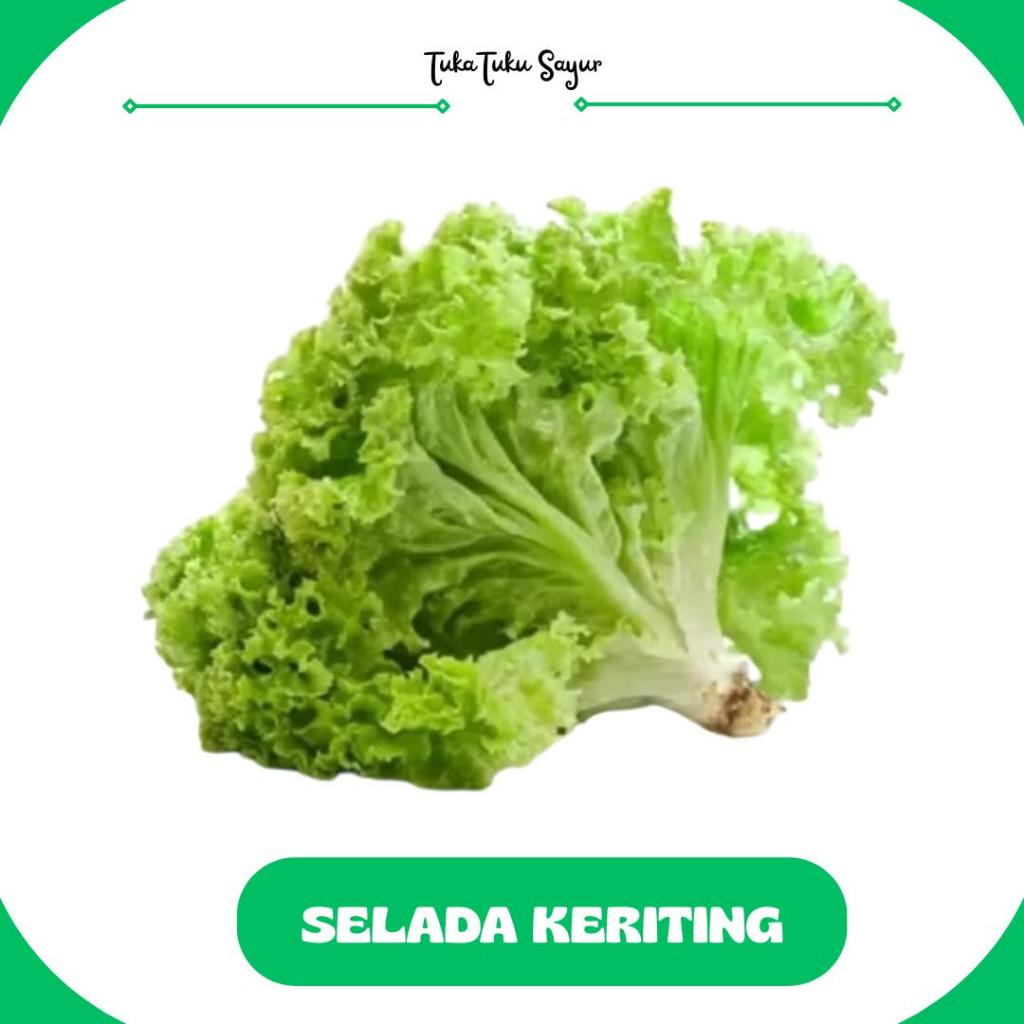 

SELADA KERITING 250gr - TukaTuku Sayur