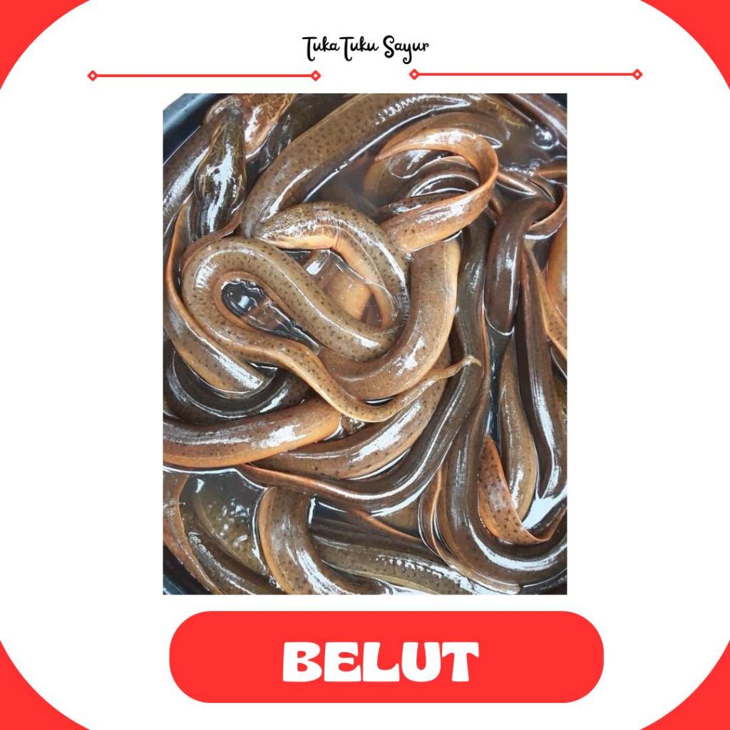 

BELUT per 500gr - TukaTuku Sayur