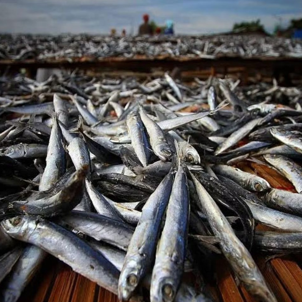 

200gram ikan asin layang sangat gurih