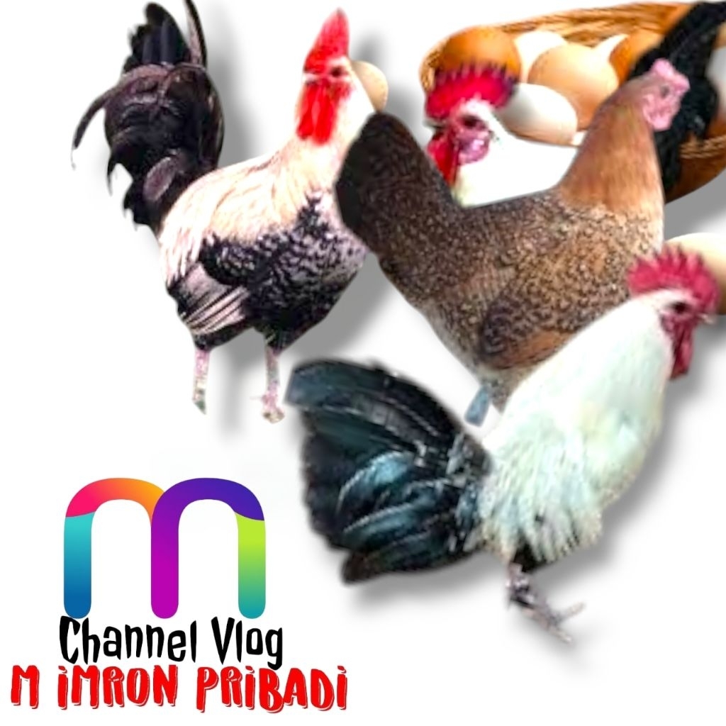 

IMRON PRIBADI Paket 6 Pcs Telur FERTIL Ayam ELBA vs AYAM ARAB Untuk Ditetaskan Oleh Farm Profesional
