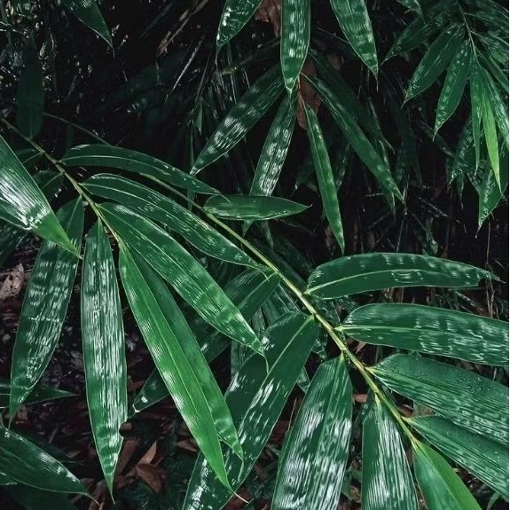 

Daun bambu fresh 200 lembar ,bungkus bakcang