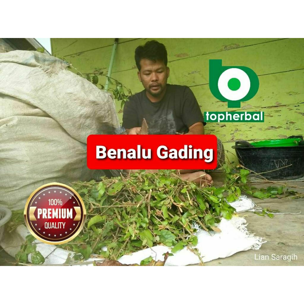 

Daun benalu bunga gading kering hijau grade A+ 1kg/1000gram