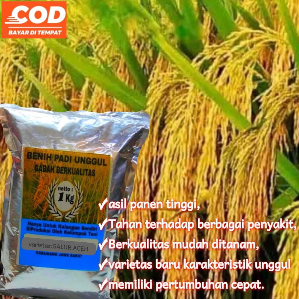 Benih padi unggul super Galur Aceh (1kg)