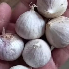 

BAWANG TUNGGAL BAWANG LANANG SIZE BESAR DI JAMIN BARU BALIKPAPAN KALIMANTAN