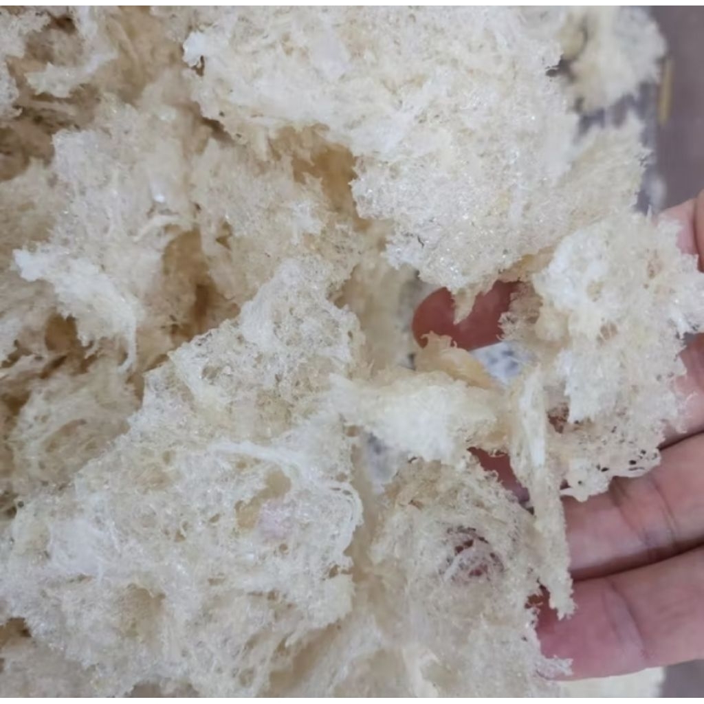 sarang walet ancuran 1gr asli dari walet murni bisa buat minuman burung penggacor sehat rajin bunyi