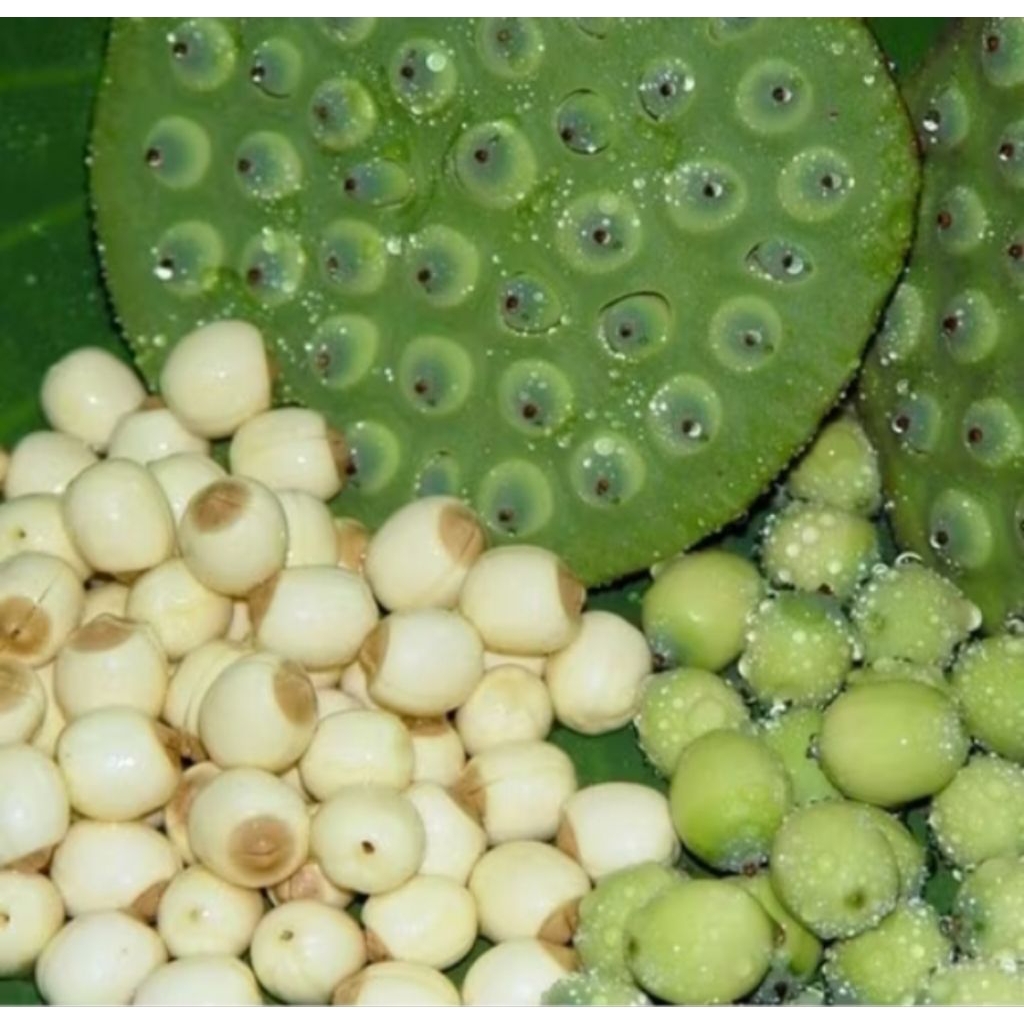 

Biji Lotus Segar Premium | Biji Teratai Mentah Herbal Alami | Siap Masak & Sehat 100% Fresh