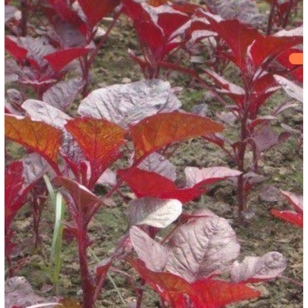 BIBIT BENIH BAYAM MERAH