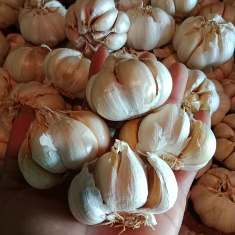 

Bawang putih super murah
