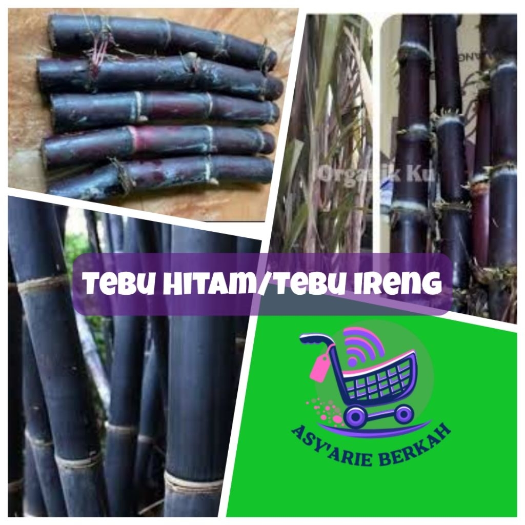 

Tebu Hitam /Tebu Ireng 1 Kg